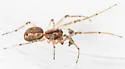 Pachygnatha furcillata - photo 4