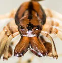 Pachygnatha furcillata - photo 5