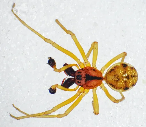 Pachygnatha listeri