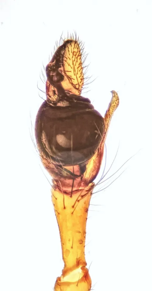 Pachygnatha listeri - photo 2