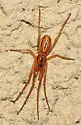 Pachygnatha tristriata