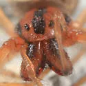 Pachygnatha tristriata - photo 2
