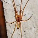 Pachygnatha tristriata - photo 3