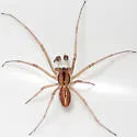 Pachygnatha tristriata - photo 4