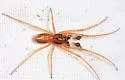 Pachygnatha tristriata - photo 5
