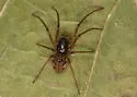 Pachygnatha xanthostoma