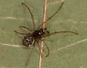 Pachygnatha xanthostoma - photo 2