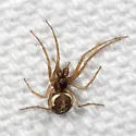 Pachygnatha xanthostoma - photo 3