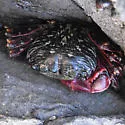 Striped Shore Crab