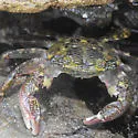 Striped Shore Crab - photo 2