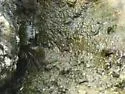 Striped Shore Crab - photo 3