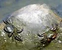 Striped Shore Crab - photo 5