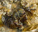 Mottled Shore Crab