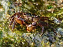 Mottled Shore Crab - photo 2