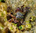 Mottled Shore Crab - photo 3