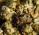 Mottled Shore Crab - photo 4