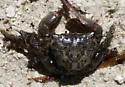 Mottled Shore Crab - photo 5