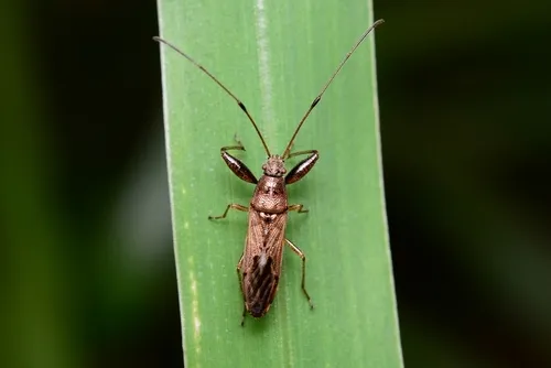 Pachygrontha antennata