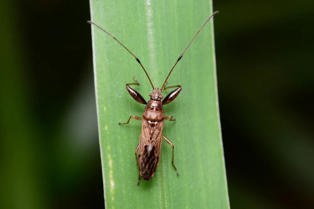 Pachygrontha antennata - photo 3