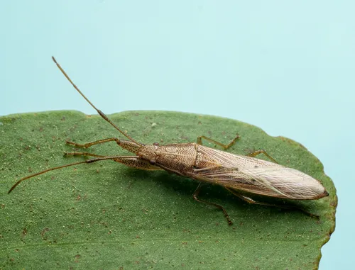 Pachygrontha austrina