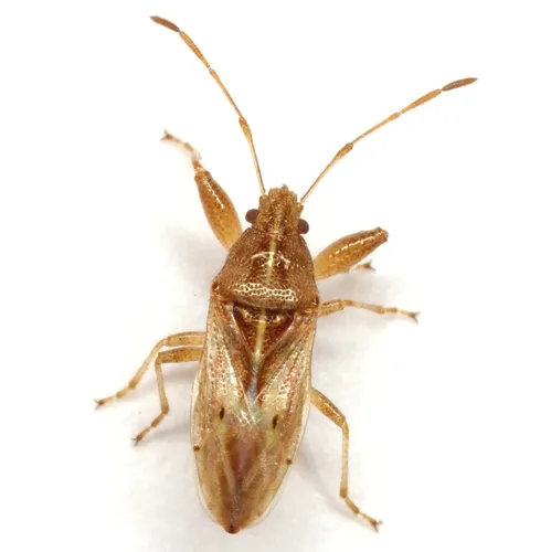 Pachygrontha compacta - photo 2