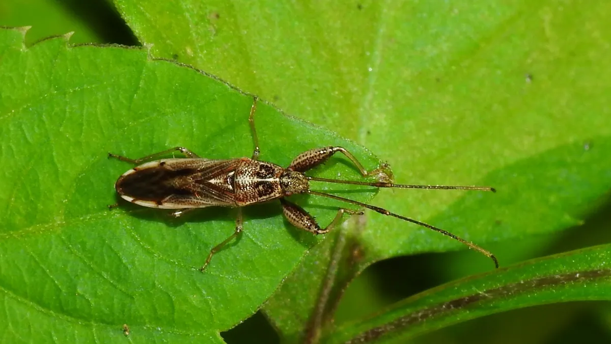 Pachygrontha flavolineata - photo 3