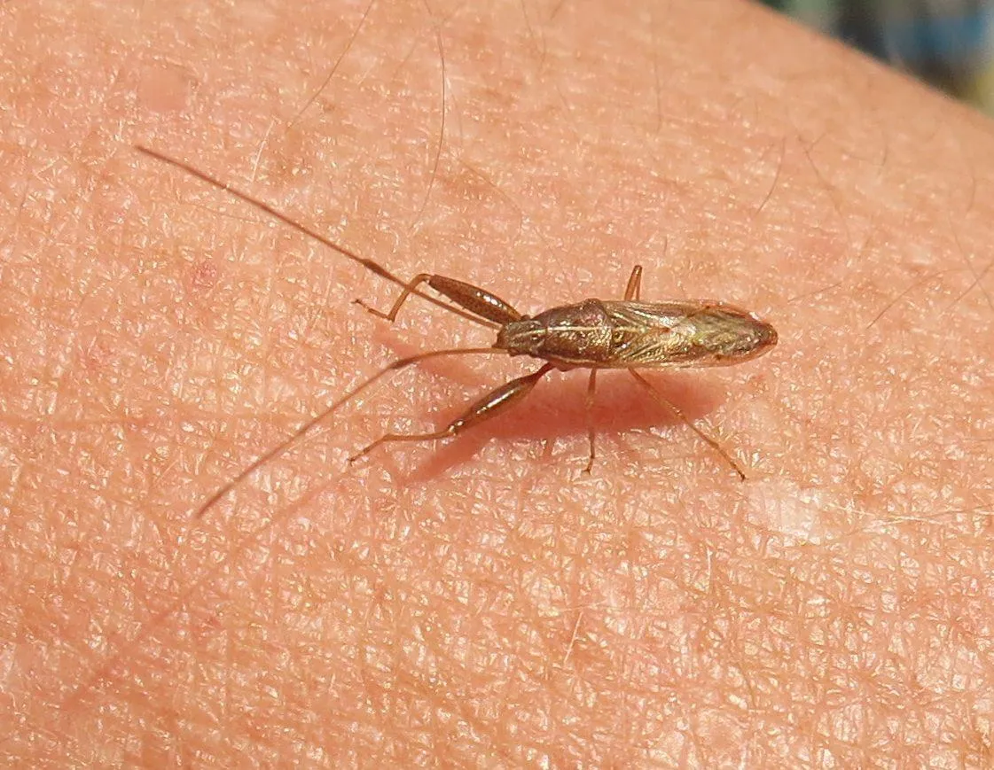 Pachygrontha lineata
