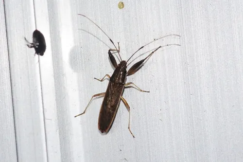 Pachygrontha nigrovittata