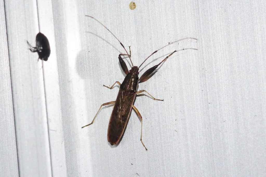 Pachygrontha nigrovittata - photo 2
