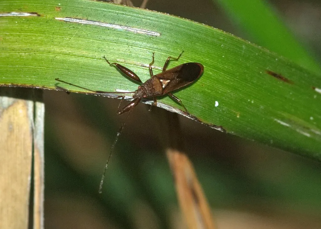 Pachygrontha robusta - photo 2