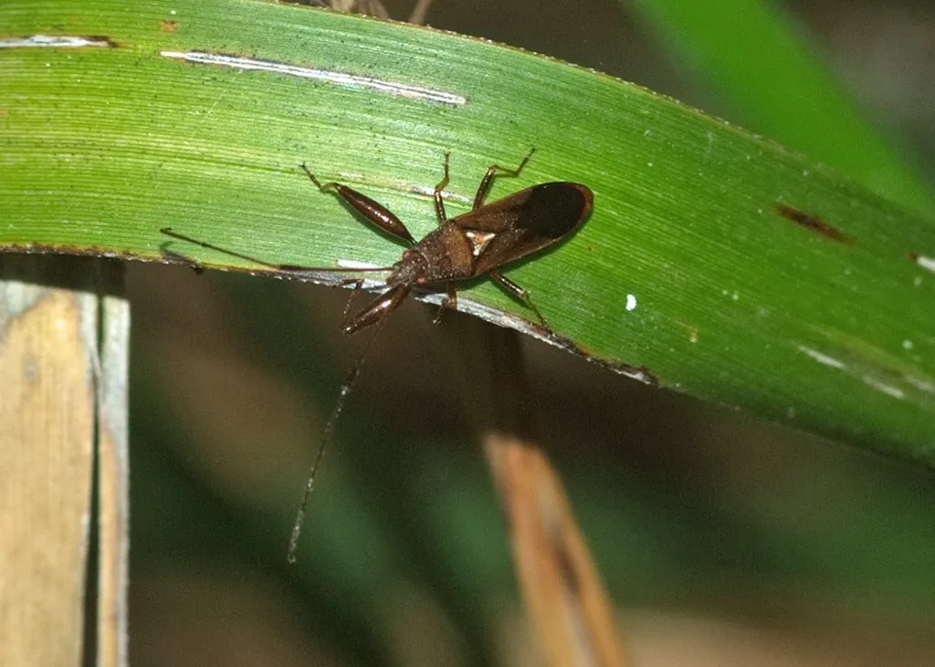 Pachygrontha robusta - photo 3
