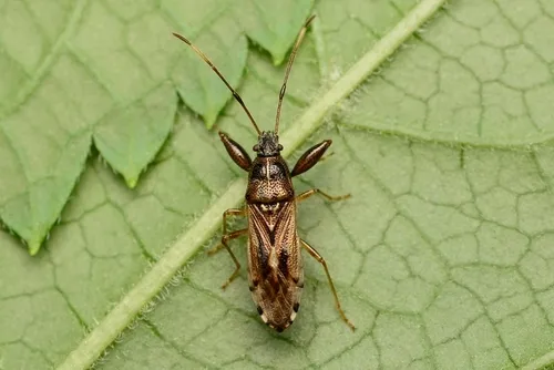 Pachygrontha similis