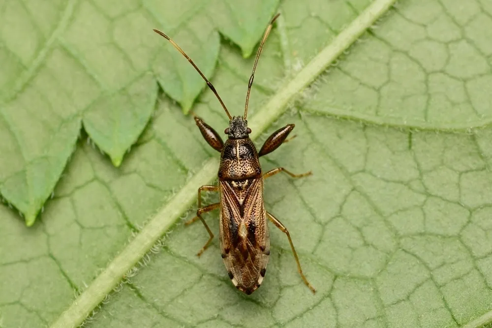 Pachygrontha similis - photo 2