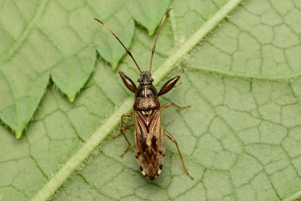 Pachygrontha similis - photo 3