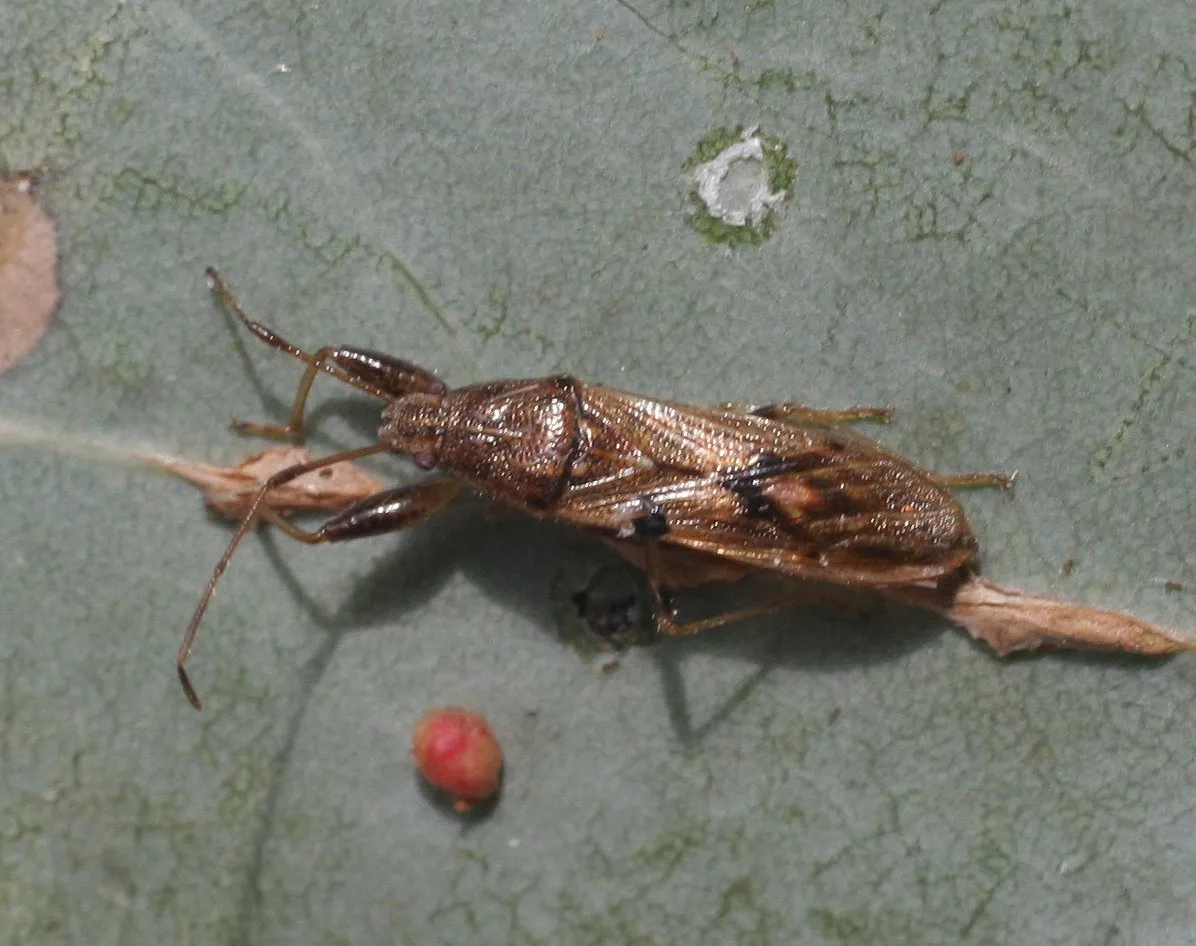 Pachygrontha walkeri - photo 3