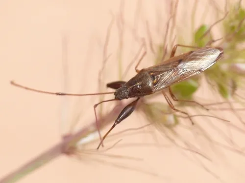 Pachygronthidae - Pachygronthidae