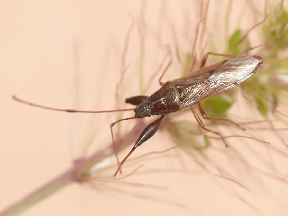 Pachygronthidae - photo 2