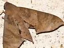 False Fig Sphinx Moth - Hodges#7842 - photo 2