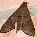 False Fig Sphinx Moth - Hodges#7842 - photo 3