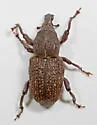 Pitch-eating Weevil - photo 2