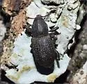 Pitch-eating Weevil - photo 3