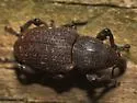 Pitch-eating Weevil - photo 4