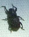 Pitch-eating Weevil - photo 5