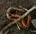 Long-jawed Shore-crawler