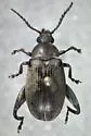 Coconut Borer