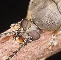 Coconut Borer - photo 3