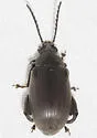 Coconut Borer - photo 4