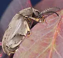 Coconut Borer - photo 5