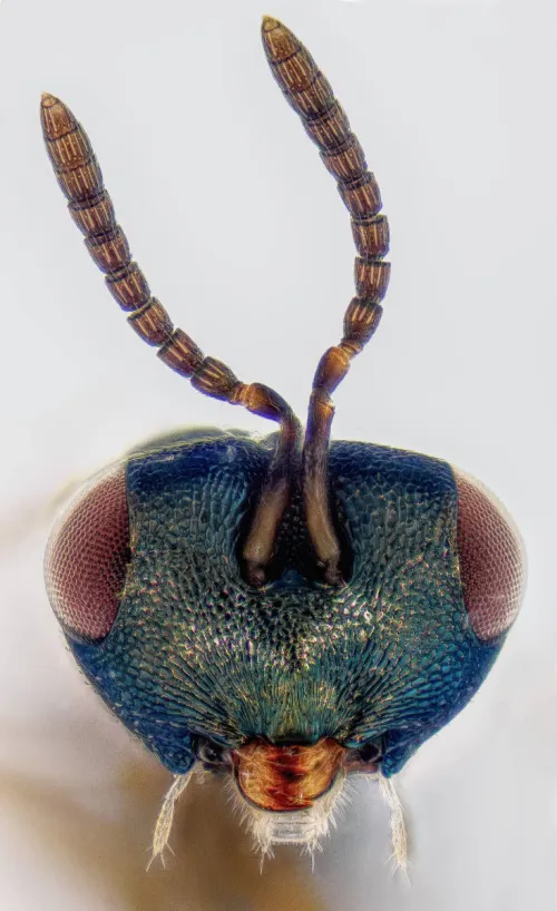 Pachyneuron groenlandicum - photo 4