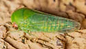 Pachyopsis laetus - photo 3